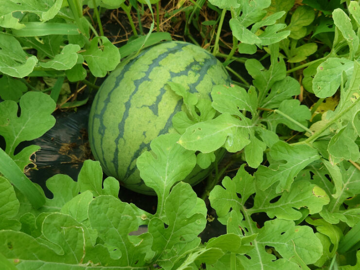 畑のスイカ
